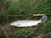 River Clyde 59cm Brown