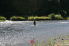 River Tweed Merton