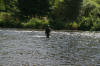 River Tweed Merton